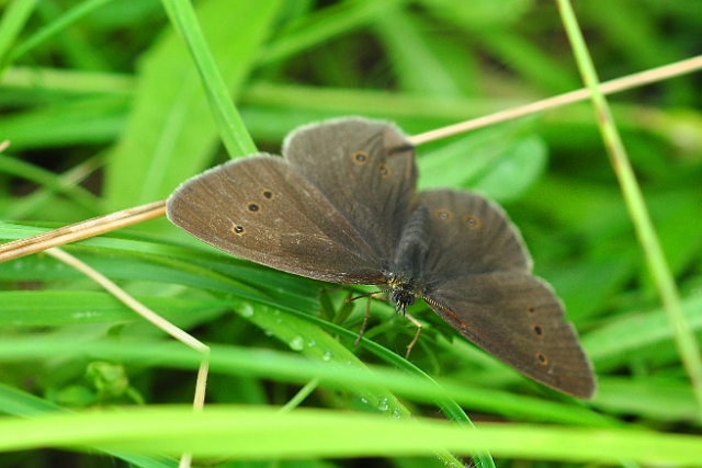 10 07 16_9000_edited-1.jpg - RINGLET - BADBURY RINGS HILL FORT, DORSET - 10.7.16